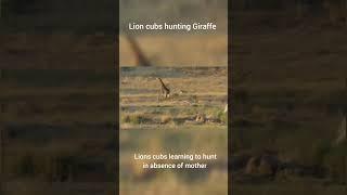 Lion Cubs Hunting Giraffe