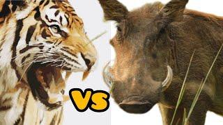 bertarung maut macan barbar memangsa babi hutan  macan vs babi hutan