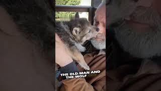 A wolf cub lost in the forest finds a new home with a kind old man