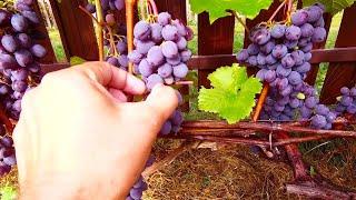 What Grapes Are Ripened. Tasting the first berries