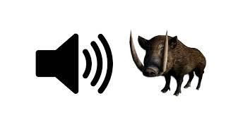 Wild Boar Sounds - Sound Effect  ProSounds