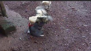 Guineafowl hen mating video 2022