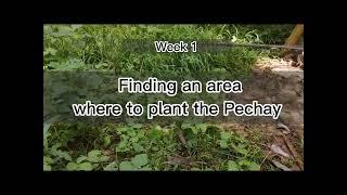 Pechay Garden week 1