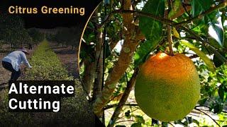 22 Citrus Greening – Preventive Measure Alternate Cutting