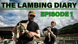 The Tup Fiasco  The Lambing Diary - EP.1  Scottish Highland Sheep Farming