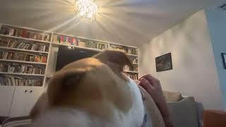 Virtual face licking from a pitbull