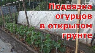 Два варианта отличной подвязки огурцов в открытом грунте. Шпалера и колышки-опоры для огурцов