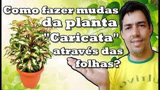 Como cultivar planta Caricata à partir da folhas?