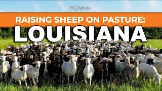 RAISING 300 HAIR SHEEP in LOUISIANA  Sheep on Pasture Farming for Meat Dorper Katahdin