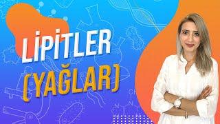 6.DERS LİPİTLER YAĞLAR   TYT 9.SINIF l Seda Hoca Biyoloji 