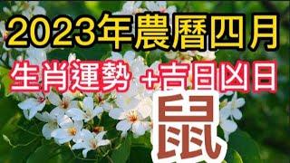 【古柏論命每月運勢 + 吉日凶日】2023年農曆四月陽曆519  617生肖運勢分享 -  鼠