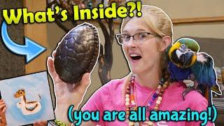 A Dinosaur Egg in our Mail? Fan Mail Part 13