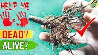 SAVE A DYING PLANT TipsHacks  How to Tell My Plant is Dead or Alive?  Revive a dead plant