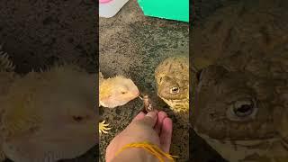 เมื่อเบียดอ่างยังไม่ตื่น #กบ #africanbullfrog #africanbullfrogs #shortvideo