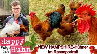 NEW HAMPSHIRE RED CHICKEN German language video about this ancient chicken breed from the USA