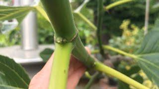 Fig pinching for main crop figs or new shoots full refresher video filmed and released 11th June