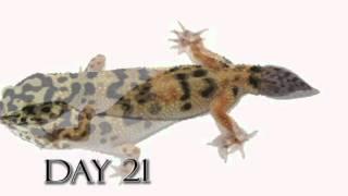 Leopard Gecko Time Lapse Tail Regeneration Regenerated Leopard Gecko Tail