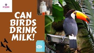 Can Birds drink milk?  #Birds #Milk
