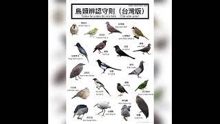 鳥類辨認守則