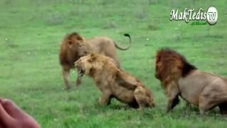 Facts about African Lion Young Lions tend to fight the older male in a pride  Bula TV