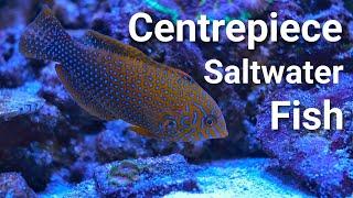 17 Centrepiece Saltwater Fish For EVERY Size Tank