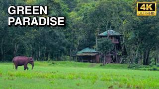 കാടിനുള്ളിൽ പുറം ലോകവുമായി ബന്ധമില്ലാതെ - A Unique Forest Stay  4K UHD