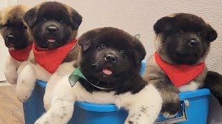 Today I groomed bear cubs  American Akita puppies