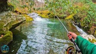 One of the BEST Creeks to Trout Fish Fly Fishing for Rainbow and Brook Trout