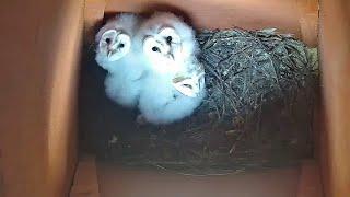 A Barn Owl breeding season in five minutes