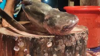 Padma River Pangasius Fish Cutting In Fish Market  Monster Pangas Fish  Fish Cutting Skills