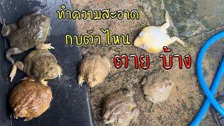 ทำความสะอาดบ้านกบ พลาดทำเบียดอ่างเกือบตุย #กบ #กบยักษ์ #africanbullfrogs