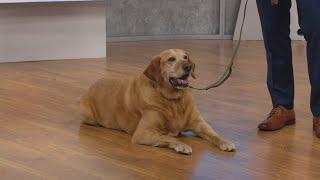 Decoding dog DNA tests  CBS 8 puts the canine DNA test to the test