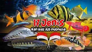 17 Jenis Ikan Hias Air Tawar Asli Indonesia