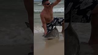 Shark  fishing from the beach in the Gulf of Mexico #fishing #saltwaterfishing #shark