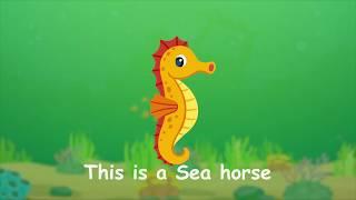 Çocuklar İçin İngilizce  Deniz Hayvanları   Sea Animals  For Kids - Educational