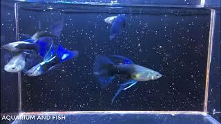 Guppy Half black blue ribbon fin C