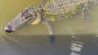 Bayou Tour with the Freaky Tiki Boat Tour