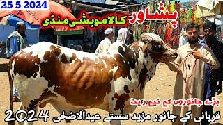 Peshawar Kala Maweshi Mandi New Updates 25 5 2024  Cow Mandi 2024  Munsif Khan Vlog