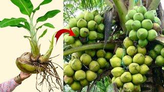 Omg...Growing Coconut tree With Banana fruitHow to Grafting Very fast