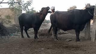 animal natural cross meeting buffalo and bol meeting cow is cross meeting#hybrid #hyderabad #shorts