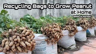 Brilliant Idea  Recycle Bag to Grow Peanut at Home  No Need Garden Can Grow Peanut at Home