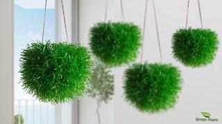 How to Grow Grass Like a Hanging Ball Without Maintenance  Hanging Plants IdeasGREEN PLANTS