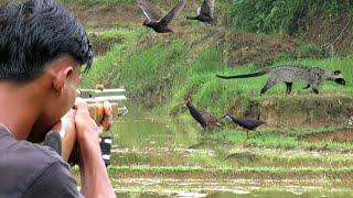 2 HARI BEBRURU MUSANG & BURUNG SAWAH SIANG dan MALAM HARI