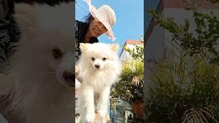 Pomeranian Dogs l How To Take A Bath Using DXN Ganozhi Shampoo