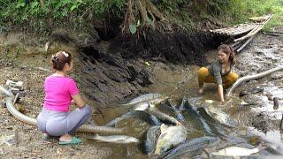 Top Video Survival Fishing Fishing Techniques Harvesting Many Big Fish - Survival Skills