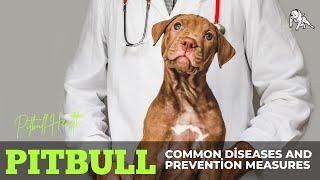 Pitbull Health Common Diseases and Prevention Measures