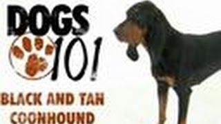 Black and Tan Coonhound  Dogs 101