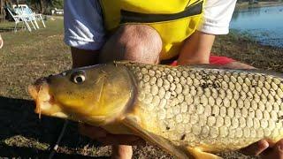 How to fish for carp in rivers ponds and dikes - Tips for fishing with corn