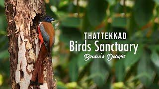 Thattekkad Bird Sanctuary  Birders Delight  Birdwatching Ernakulam Forest
