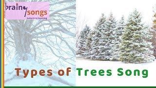 Types of Trees Song  Evergreen and Deciduous Trees  Deciduous Trees